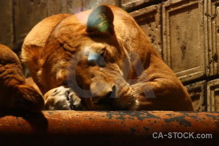 Brown cat lion orange animal.