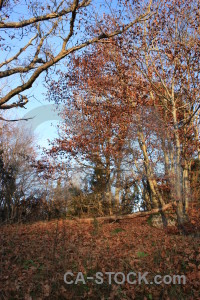 Brown forest tree blue.