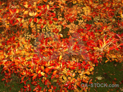 Brown leaf orange yellow red.