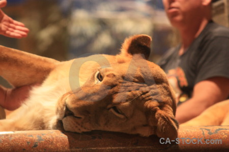 Brown lion orange cat animal.