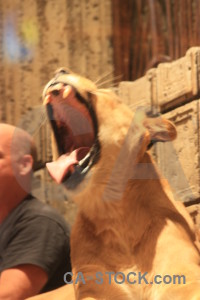 Brown orange cat animal lion.