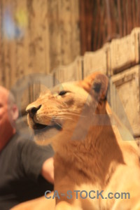 Brown orange cat lion animal.