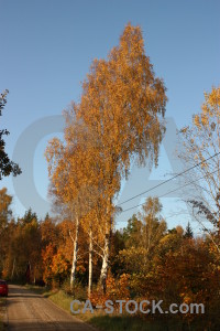 Brown orange path tree.