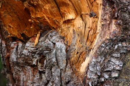 Brown orange texture wood bark.