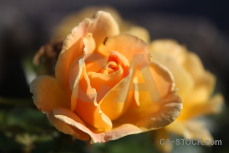 Brown orange yellow flower plant.