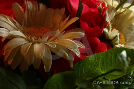 Brown red green flower plant.