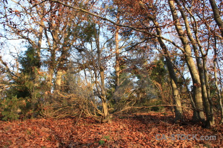 Brown tree forest orange leaf.