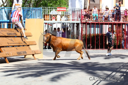 Bull javea person horn europe.