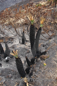 Burnt ash plant montgo fire spain.