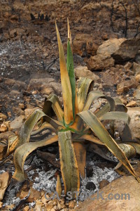 Burnt europe montgo fire javea spain.