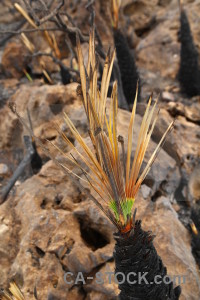 Burnt javea ash montgo fire europe.