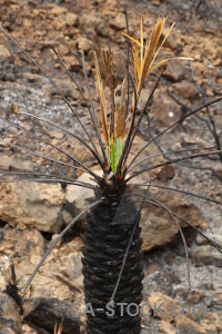 Burnt javea spain ash europe.