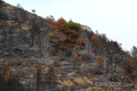 Burnt javea tree montgo fire europe.