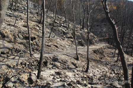 Burnt montgo fire spain ash branch.