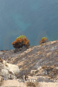 Burnt tree europe ash spain.