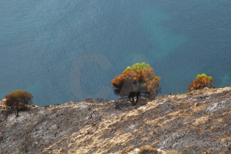 Burnt tree javea ash montgo fire.