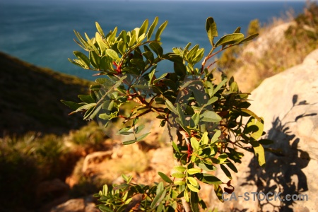 Bush sea plant rock javea.