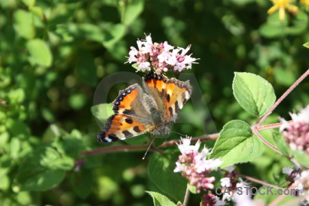 Butterfly animal plant flower insect.