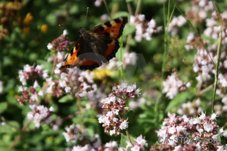 Butterfly animal plant flower insect.