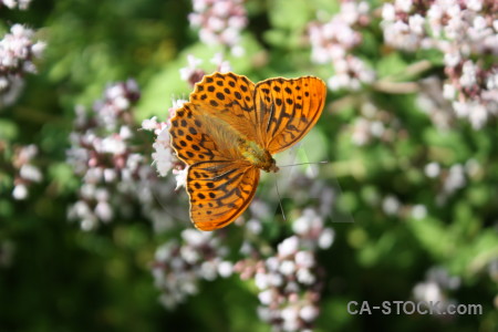 Butterfly flower insect plant animal.