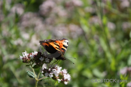 Butterfly flower plant insect animal.