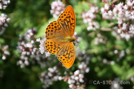 Butterfly insect animal flower plant.