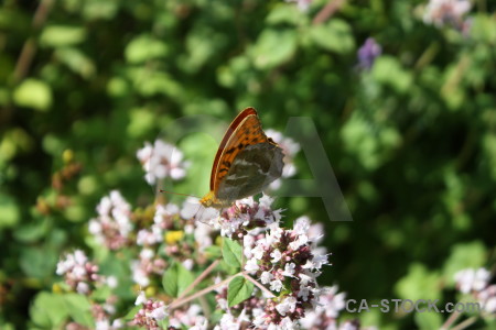 Butterfly insect plant animal flower.