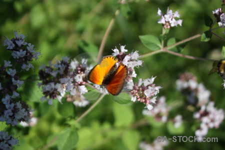 Butterfly insect plant flower animal.