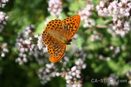 Butterfly plant animal insect flower.