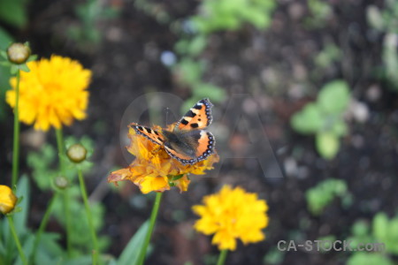 Butterfly plant animal insect flower.