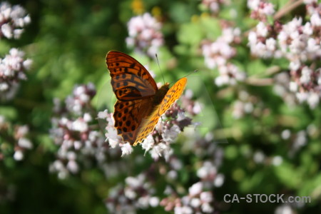 Butterfly plant flower animal insect.