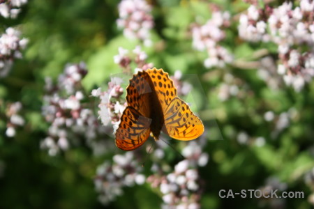 Butterfly plant insect animal flower.