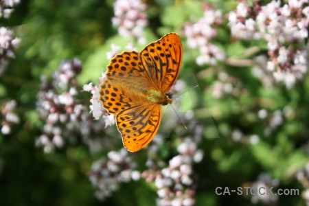 Butterfly plant insect animal flower.