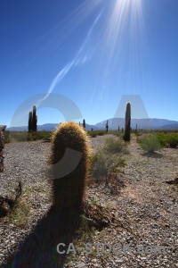 Cactus altitude sky plant south america.