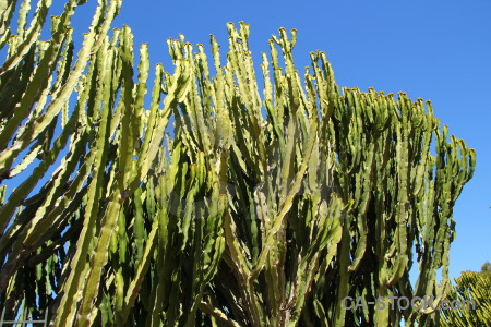 Cactus blue green plant.