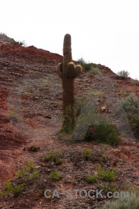 Cactus cerro de los siete colores rock sky salta tour.