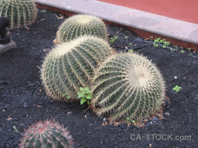 Cactus flower plant.