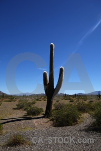 Cactus landscape plant salta tour 2 mountain.