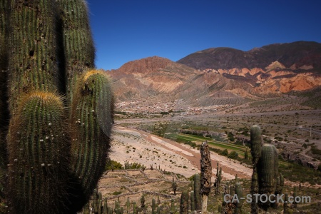 Cactus mountain unesco quebrada de humahuaca plant.