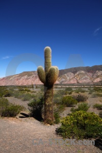 Cactus salta tour 2 landscape altitude argentina.