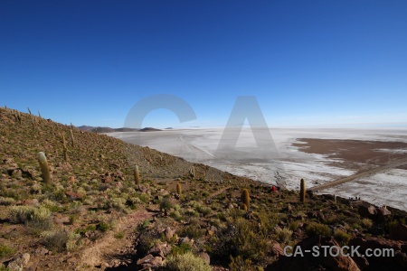 Cactus south america plant salt flat salar de uyuni.