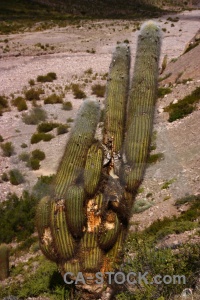 Cactus south america valley mountain argentina.
