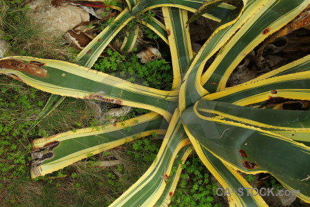 Cactus yellow nature texture green.