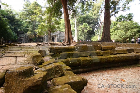 Cambodia block fungus plant stone.