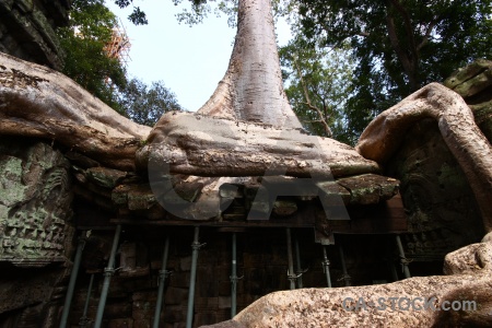 Cambodia sky unesco stone root.