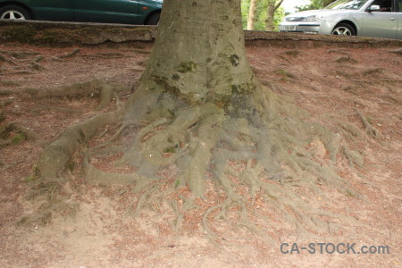 Car tree root vehicle.