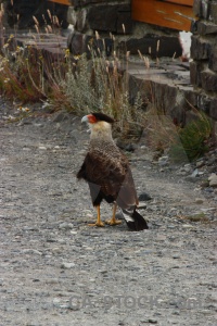 Caracara bird argentina falcon south america.