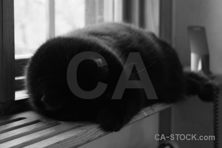 Cat animal.