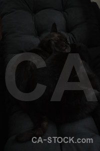 Cat animal black.