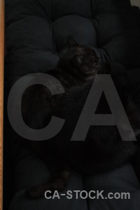 Cat animal black.